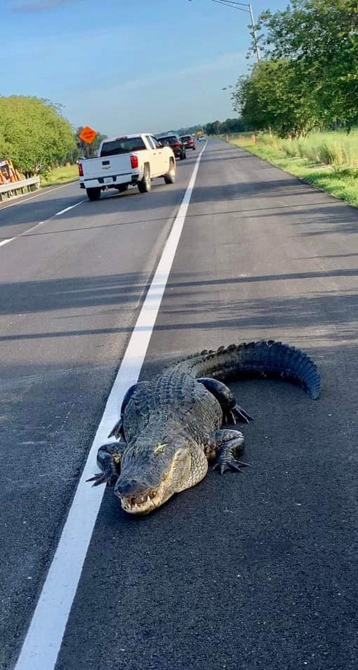 Were you stuck in traffic on State Road 417 in Florida’s Seminole County on April 27, 2022? The tie-up was caused by an 11-foot gator that merged into traffic.