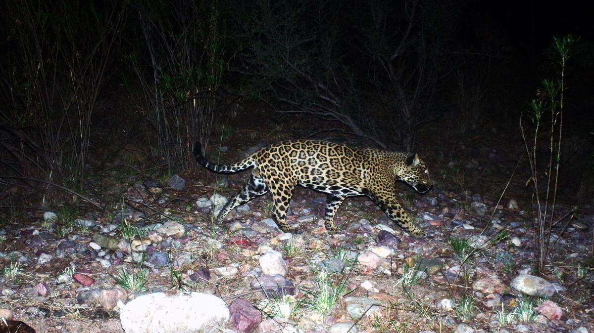 The famous jaguar El Jefe, or The Boss, was photographed in Sonora, Mexico, seven years after disappearing from Arizona.