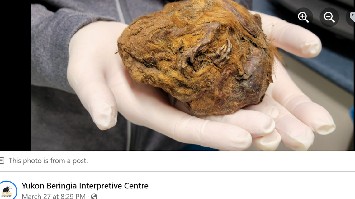 The squirrel lived during the last ice age.