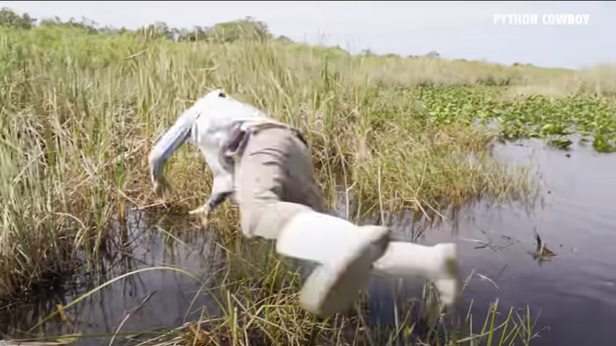 Florida trapper Mike Kimmel, better known as the Python Cowboy, was recorded jumping head first into a Florida swamp to catch a large python.