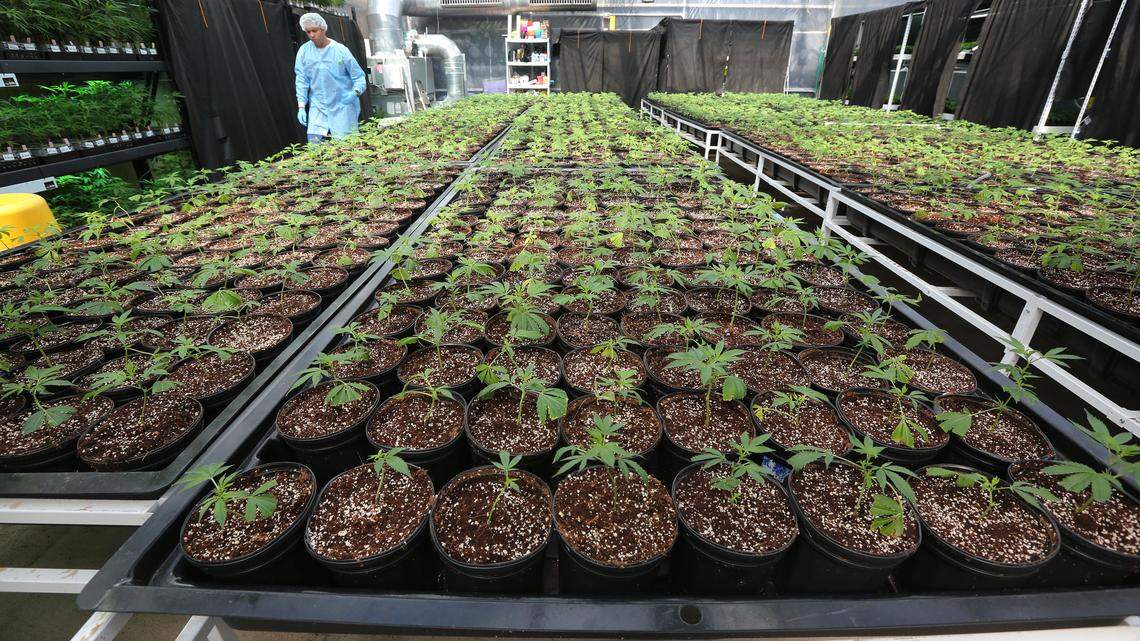 2019 was a big year for cannabis in Florida. Here’s what happened and what lies ahead.