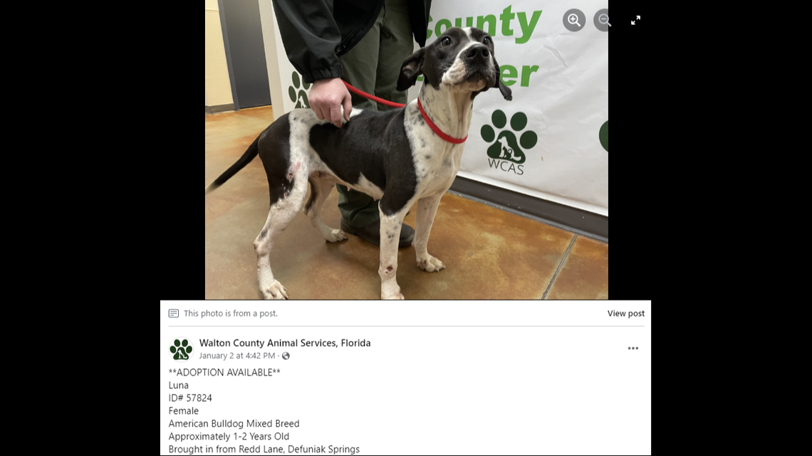 Luna was found as a stray and brought to the shelter on Jan. 2, but she didn’t have a microchip, the shelter said.