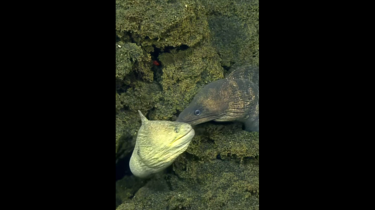 The two eels were recorded hanging out together on the Ahyi Seamount, an active volcano in the Northern Mariana Islands region of the West Pacific, the Ocean Exploration Trust says.