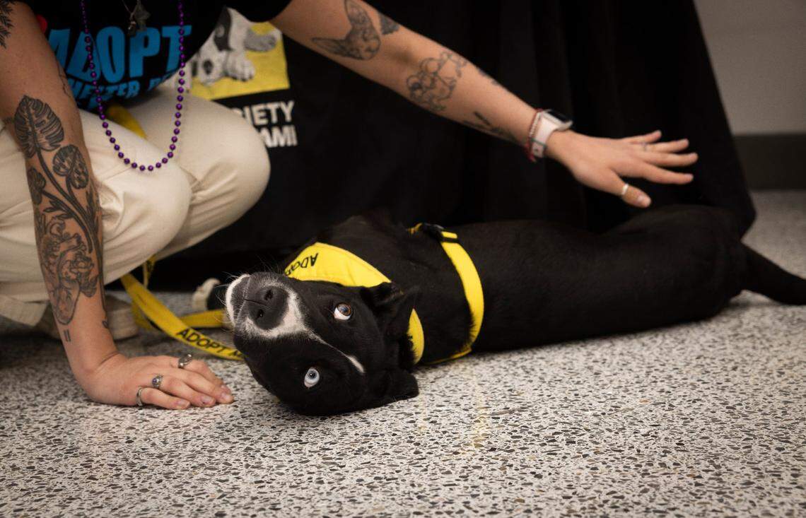 Brandy, a 10 week old puppy up for adoption, gets pet by someone with the Humane Society of Greater Miami during the Give Miami Day fundraising event hosted by The Miami Foundation on Thursday, Nov. 16, 2023, held at Miami Dade College Medical Campus. “All the nonprofits are standing together today to bring a better Miami,” said The Miami Foundation CEO Rebecca Fishman Lipsey.
