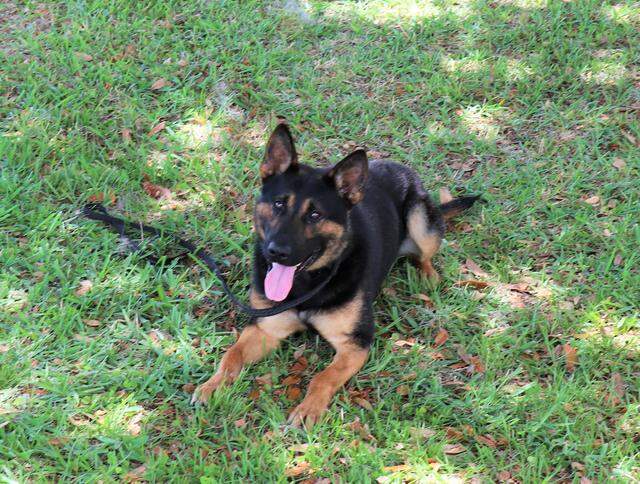 Zorak joined the Polk County Sheriff’s Office about three and a half years ago. He was not seriously hurt in the attack, officials said.