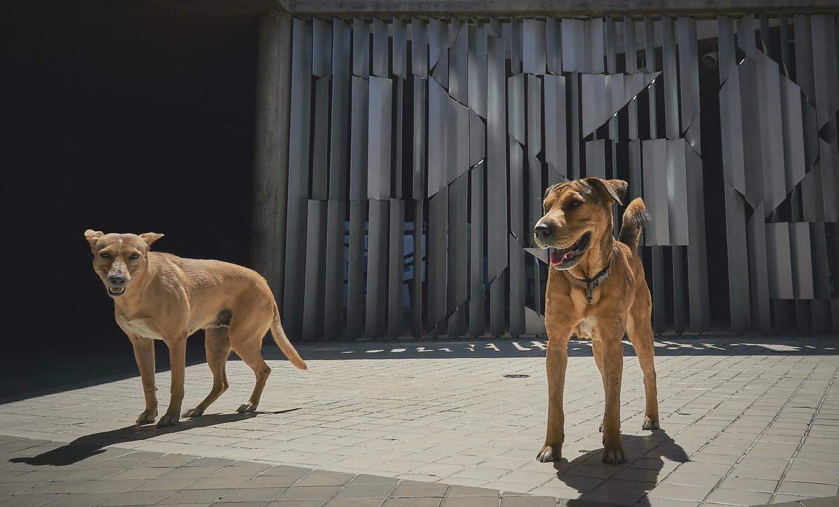 Fotografía de los perros que deambulan por la Universidad, ya han hecho de la UCV su casa.Los vigilantes cuentan que muchos de ellos están ahí porque la gente los abandona en la Universidad, pues ya no tienen como mantener su comida y salud.