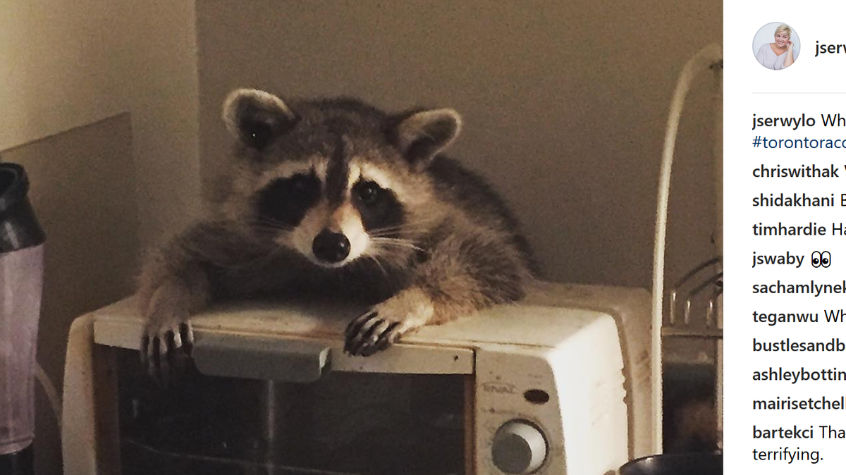 A Toronto woman awoke in the middle of the night to a raccoon raiding her kitchen of bread and muffins. She tried scaring it, but it started at her and hid behind an oven before leaving on its own later.
