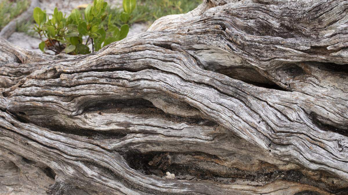 Gnarled buttonwood trunk on a South Florida beach.