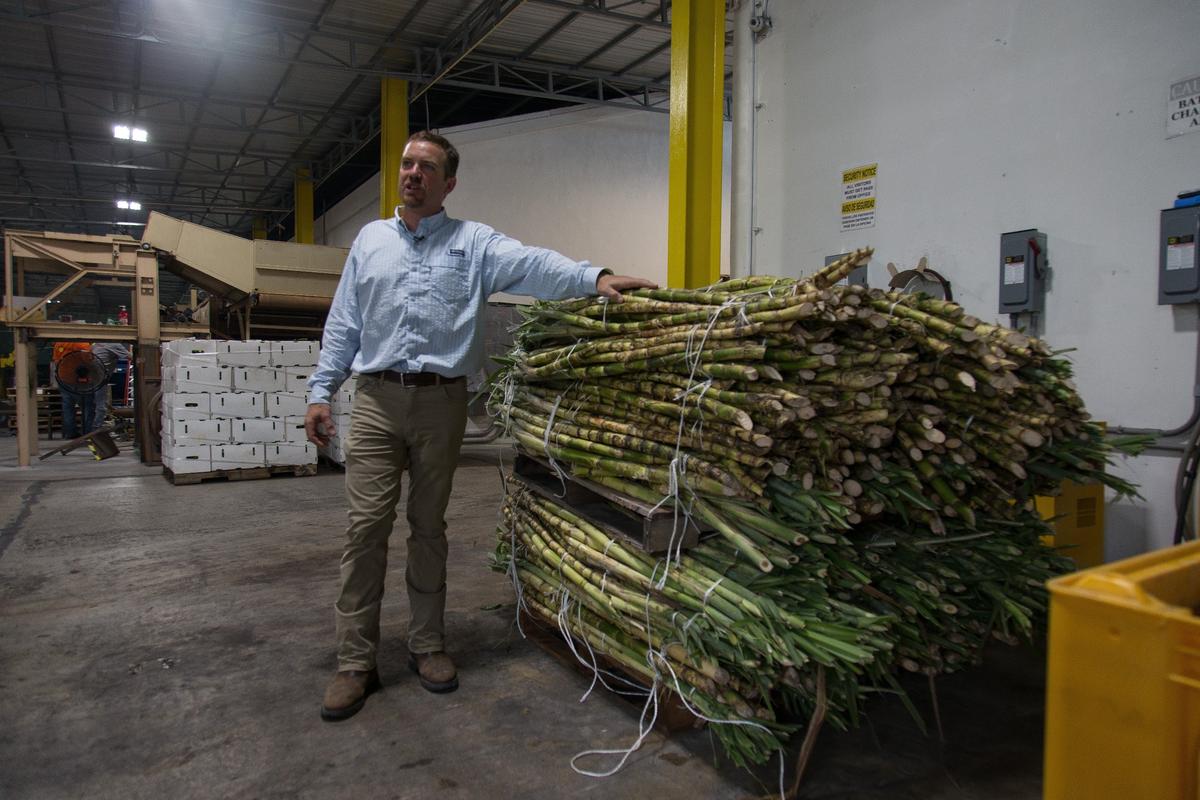Louie Carricarte, Taste of Redland partner, stands next to a pile of Redland-raised sugarcane at Unity, a grower, shipper, and packing house facility in Homestead, Florida, Tuesday, July 10, 2018.