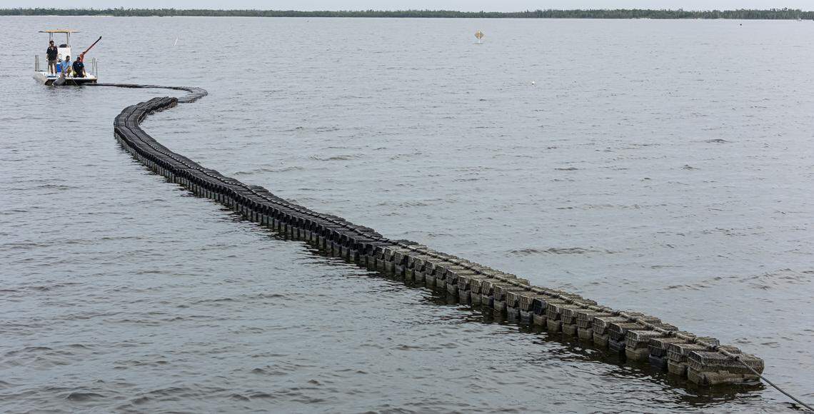 From left to right: Everglades Oysters' Fabio Galarce, Josh Wilkie and Josue Rivas check on their oyster farm operating off Panther Key, near Cape Romano, in the Ten Thousand Islands on Wednesday, Sept. 17, 2025, in Florida.