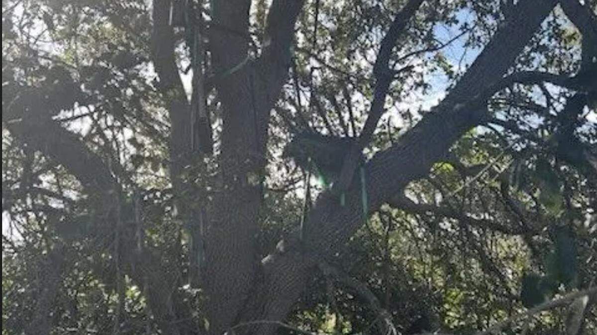 The Secret Service found a ‘suspicious stand’ near a part of Palm Beach International Airport frequented by President Donald Trump, the FBI said Monday, Oct. 20, 2025.