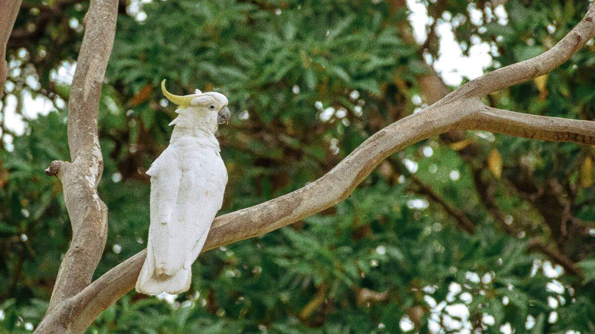 Sulphur-crested cockatoos have developed a new behavior in the Sydney, Australia suburbs.