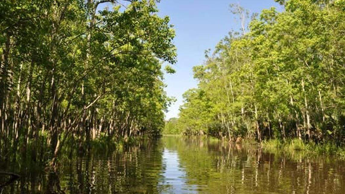 The 200-pound female bear was illegally killed near Palmetto Island State Park, the Louisiana Department of Wildlife and Fisheries said.