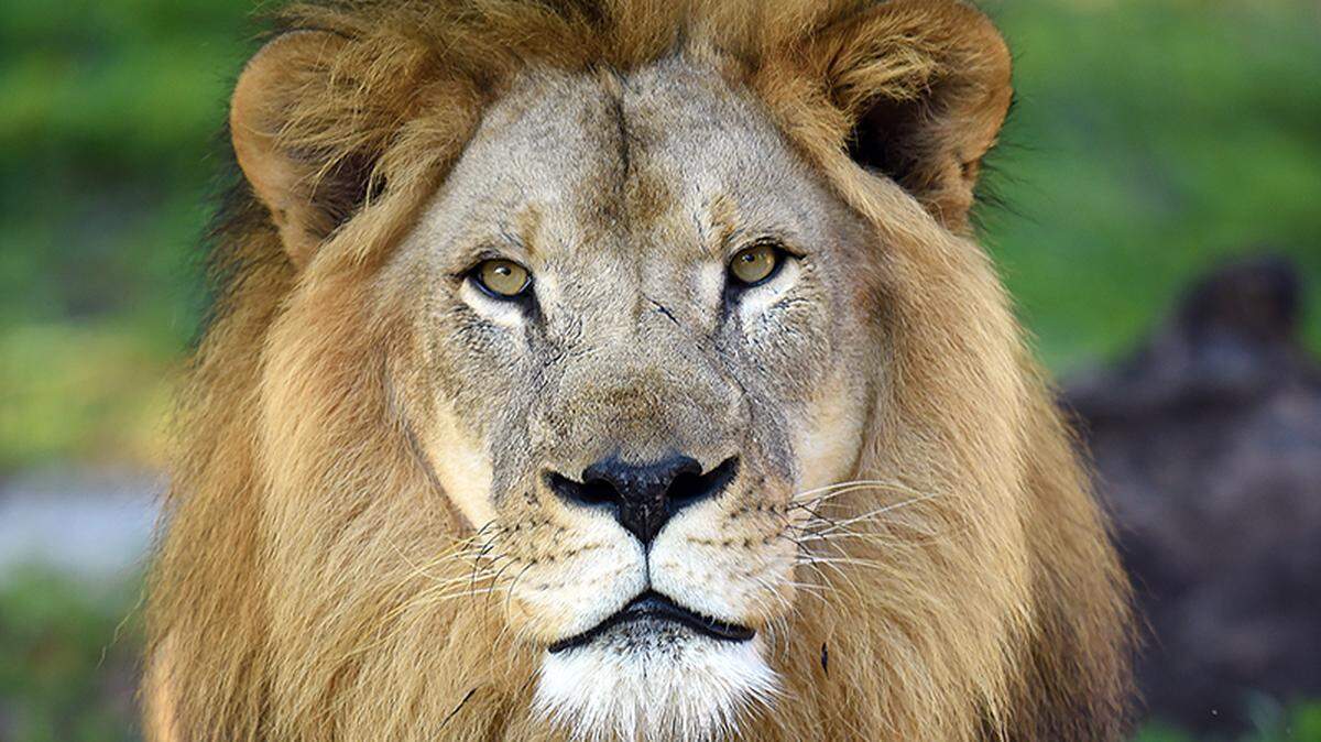 After the death of 17-year-old Kwame, Zoo Miami is without lions for the first time in nearly 20 years. Find out what’s next for their lion enclosure.