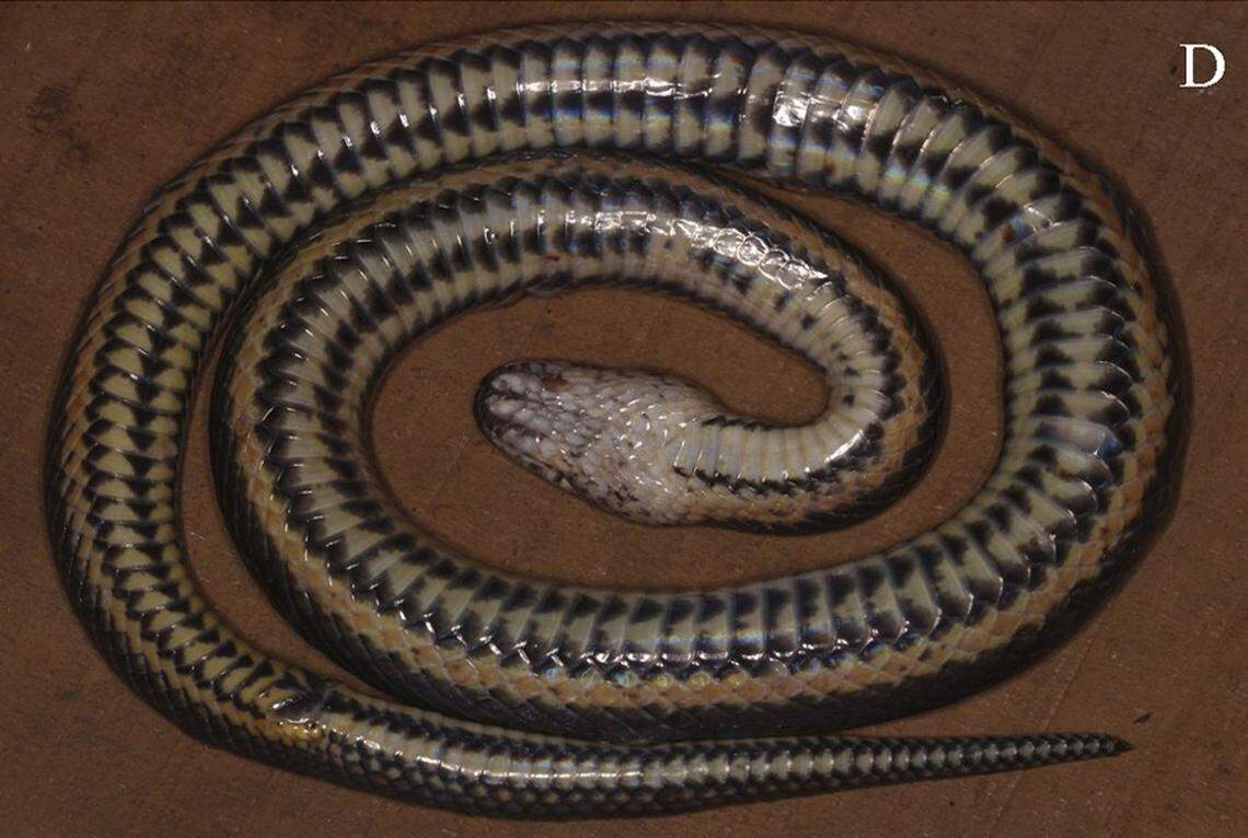 The species has a “distinct” striped pattern on its underside.