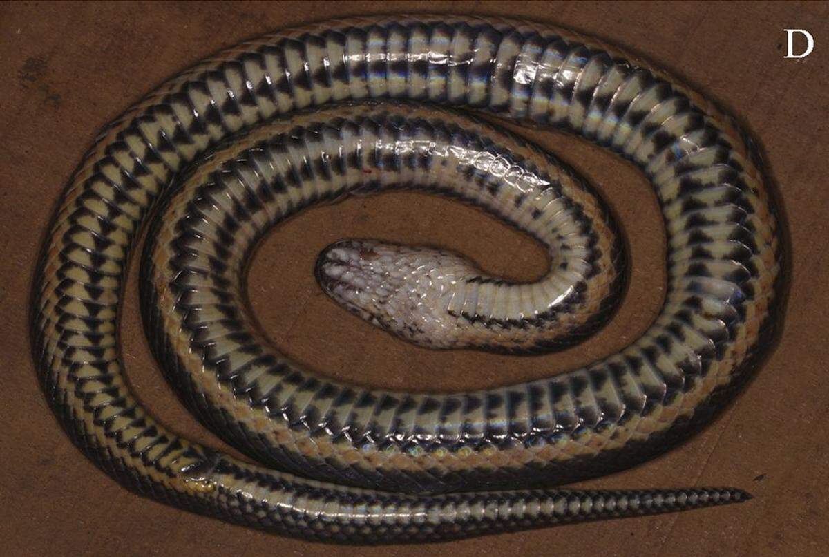 The species has a “distinct” striped pattern on its underside.