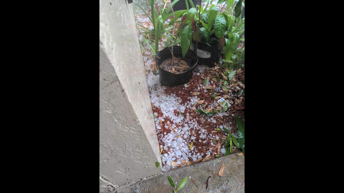 A dozen pieces of hail behind a potted plant. Highlands County Board of County Commissioners shared the photo on Monday, April 4, 2022.