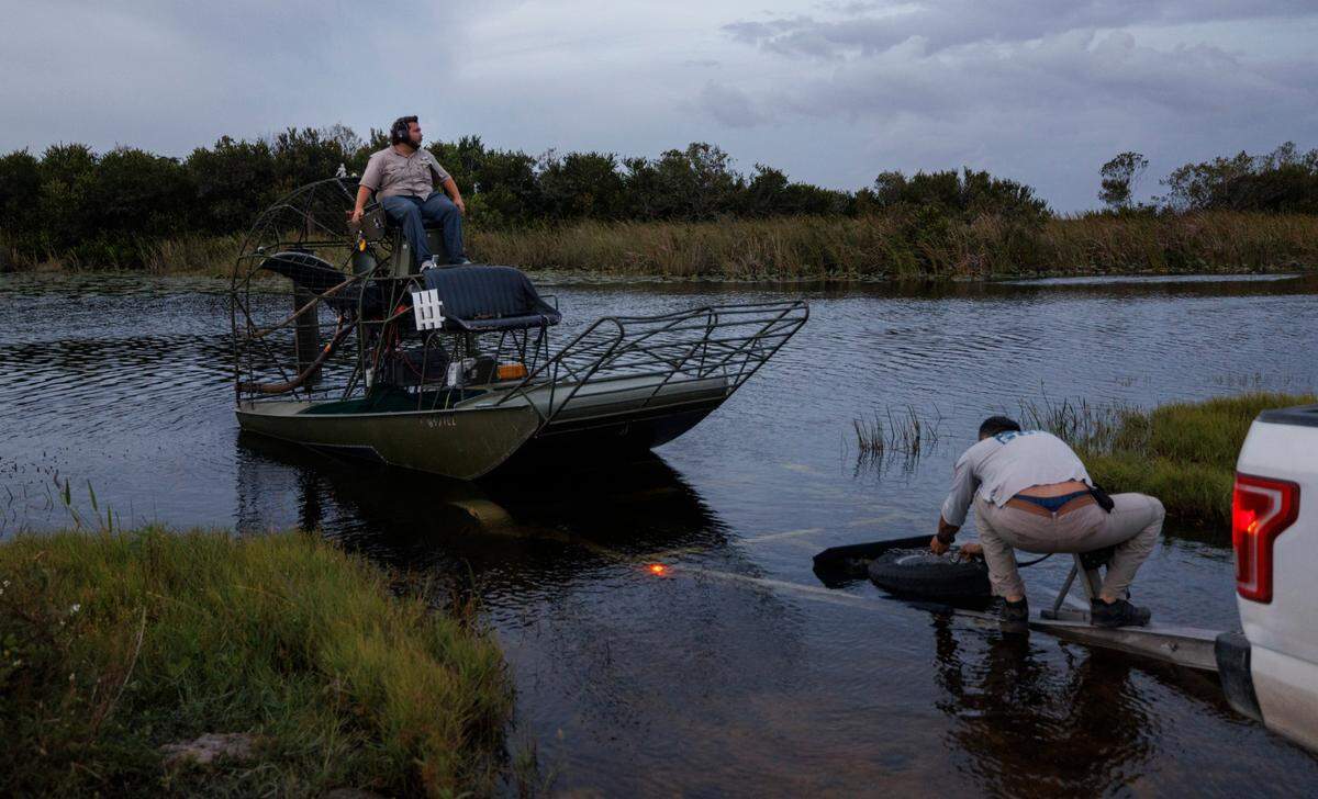 Kevin Olejniczak, wildlife technician, left, steers the airboat while Sergio Balaguera-Reina, research scientist studying conservation biology, right, disconnects it from the truck before a crocodile and alligator research survey with the University of Florida Croc Docs team Thursday, Nov. 7, 2024, in Everglades National Park. According to the pair, there are less animals in the area across the board, but also less bug ones.