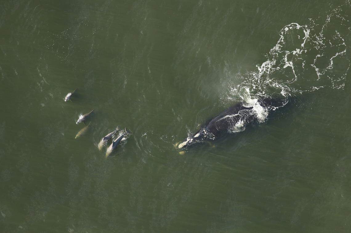 The 1-year-old calf was seen swimming off the coast of St. Augustine, officials said.