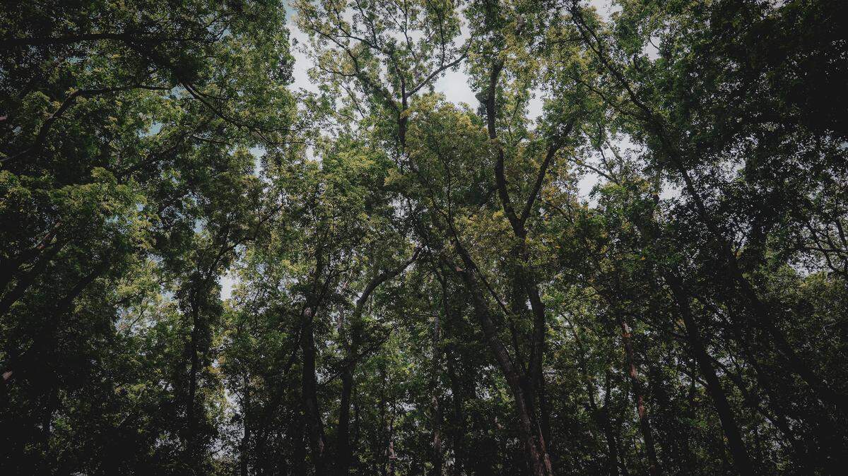 The new species was discovered in a wet forest on Mount Mekongga, the study said.