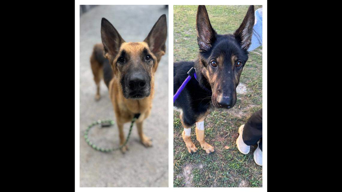 Both dogs have a long road of recovery ahead of them.