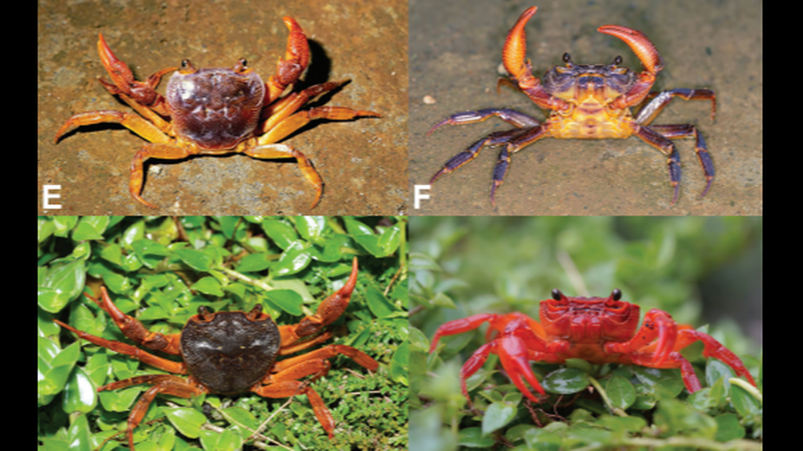 Different male specimens of Candidiopotamon penglai found in Taiwan.