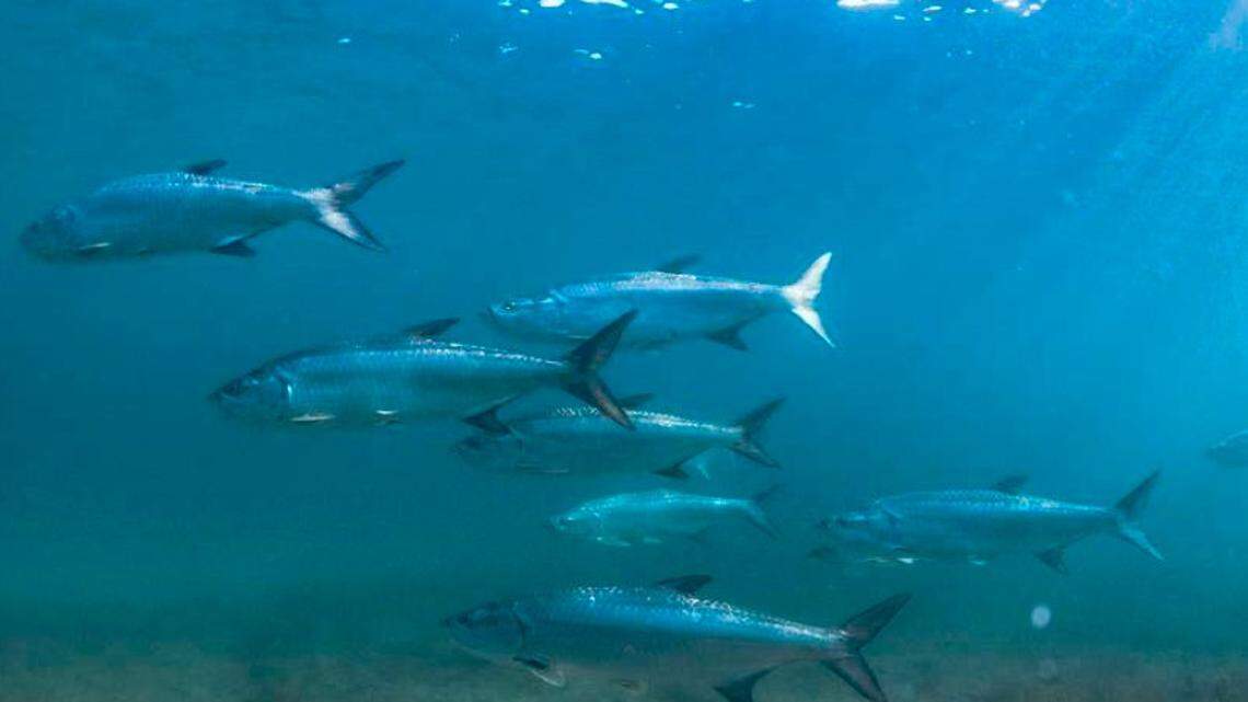 Fishing in unusual spot and what they caught put 2 anglers in hot water: cops