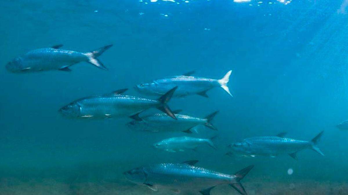 A group of tarpon swims off South Beach on May 29, 2024. Two men are accused of fishing for one of the protected fish in an enclosed lagoon in the Florida Keys on May 25, 2025, according to the Monroe County Sheriff’s Office.