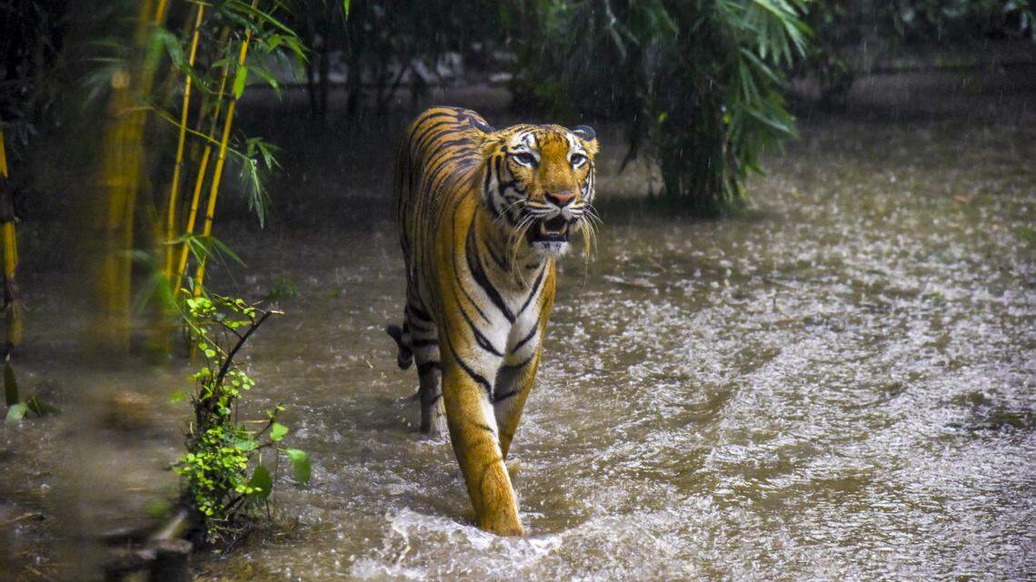 Tigers are seen in their enclosures at the Alipore Zoological Gardens in Kolkata, India, during International Tiger Day on July 29, 2025. Royal Bengal Tigers, including a rare white tiger, roam near the Philosophers' Pool and rest in open-air enclosures as rainwater forms puddles, offering temporary relief from the summer heat. Visitors, including large crowds of families and children, gather at the zoo to observe the tigers, highlighting public interest in wildlife conservation. International Tiger Day is observed annually on July 29 to raise awareness about the global decline in tiger populations and to promote efforts to protect their natural habitats. India is home to over 70 percent of the world's wild tigers and plays a key role in their conservation through national parks, reserves, and awareness campaigns. (Photo by Amit Ghosh / Middle East Images via AFP) (Photo by AMIT GHOSH/Middle East Images/AFP via Getty Images)