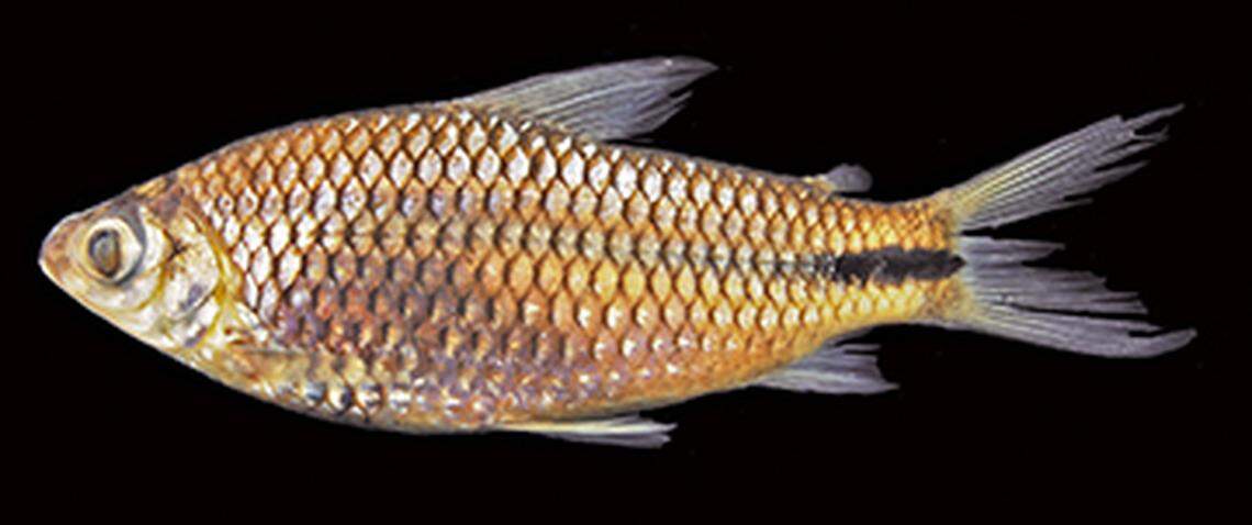 The new species was identified by a “dark mark” on its peduncle, or the back of its body toward a fin.