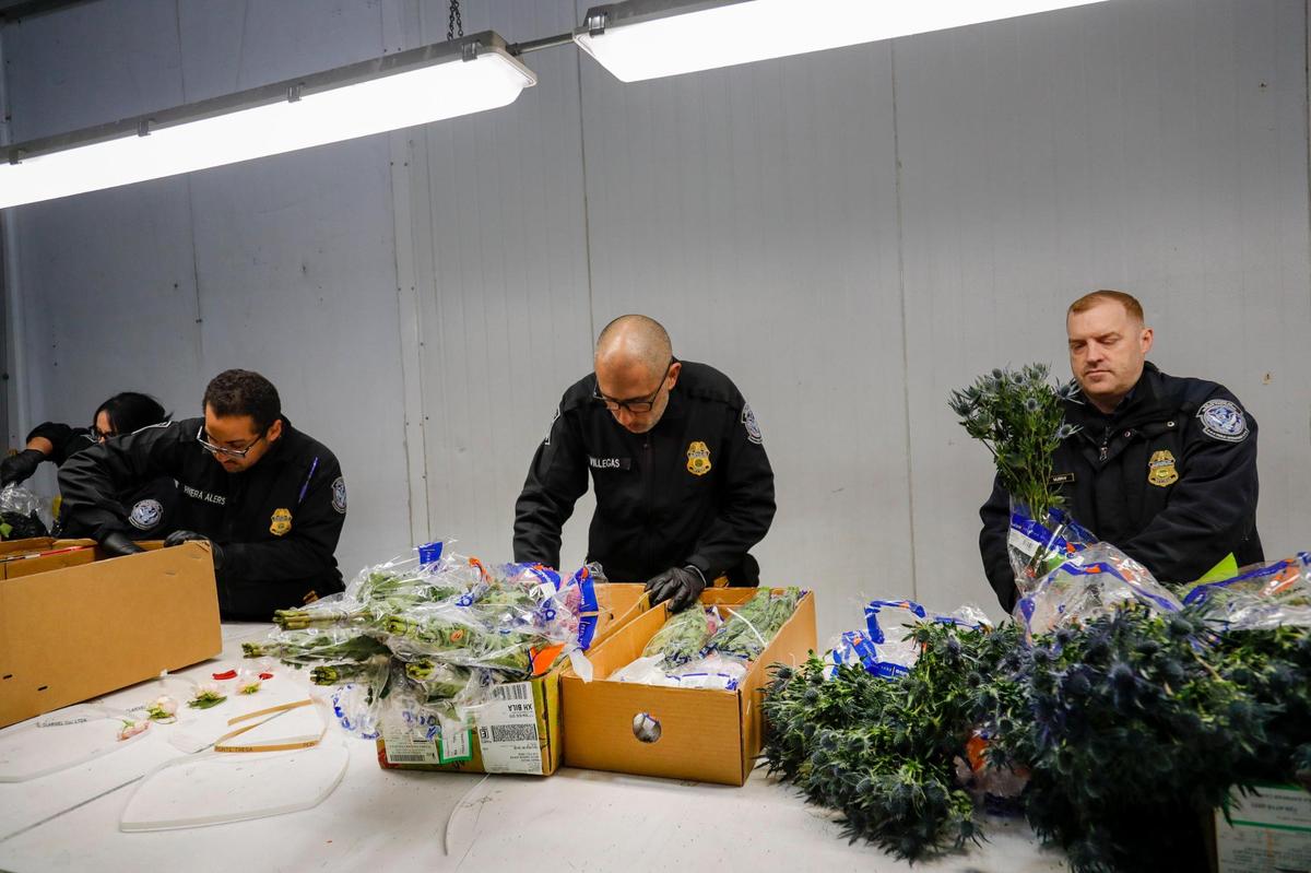 U.S. Customs and Border Protection agriculture specialists inspect flowers arriving at Miami International Airport for harmful pests on Monday, Feb. 6, 2023.