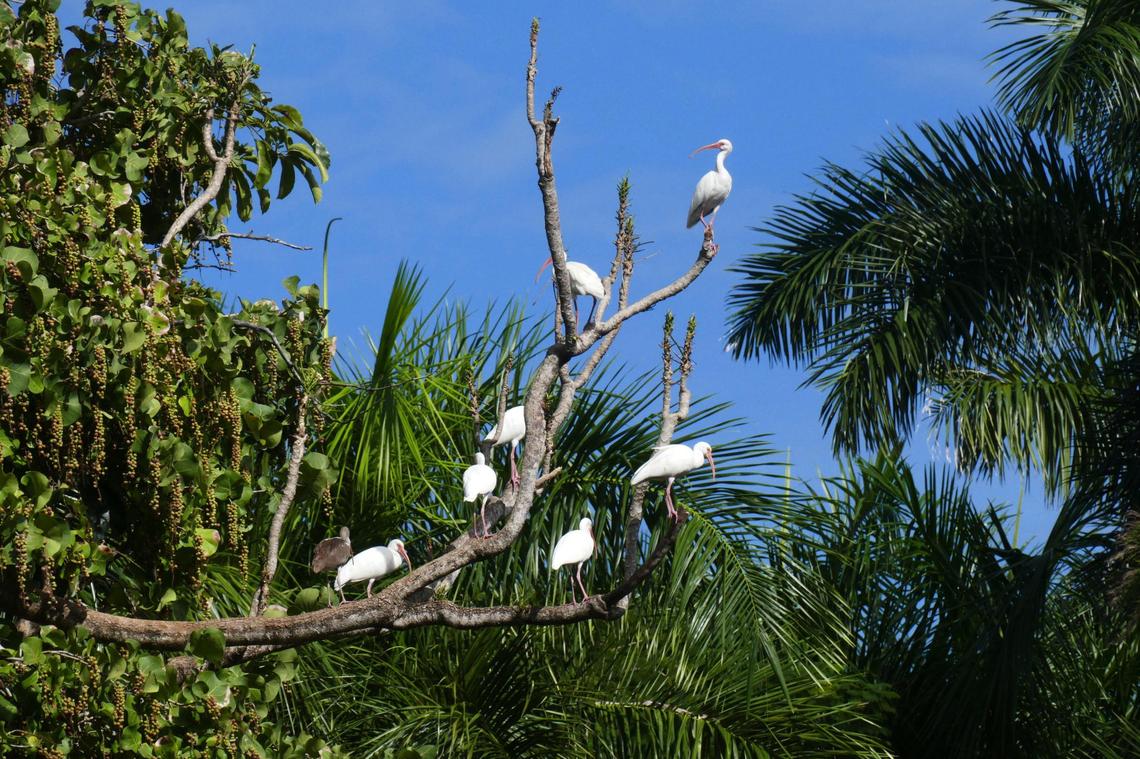 White ibises use the Little River as a highway to get from the Everglades to Biscayne Bay, said Kristen McLean, from the Little River Conservancy.