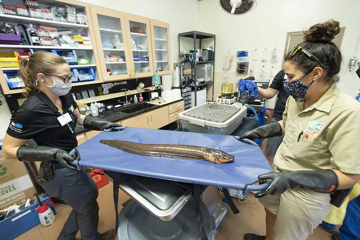 A team led by Associate Zoo Veterinarian Dr. Marissa Bezjian carefully anesthetized and operated on Tesla, a 17-year-old electric eel, on Tuesday, Sept. 7, 2021. The eel needed to have several growths removed from its body. Zoo Miami personnel said Tesla was recovering well.