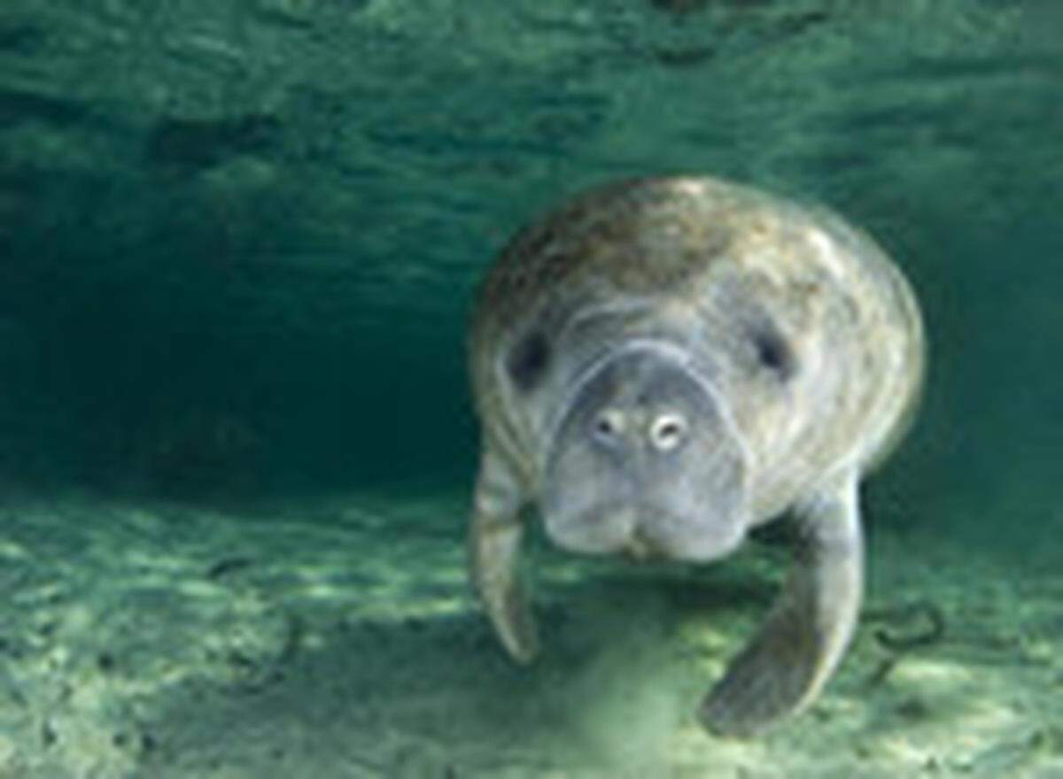 Despite a population recovery in the recent decade, boat strikes still kill more than 100 manatees in Florida every year.