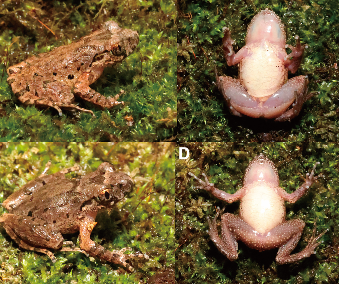 Photos show minor color variations between specimens of the new species.