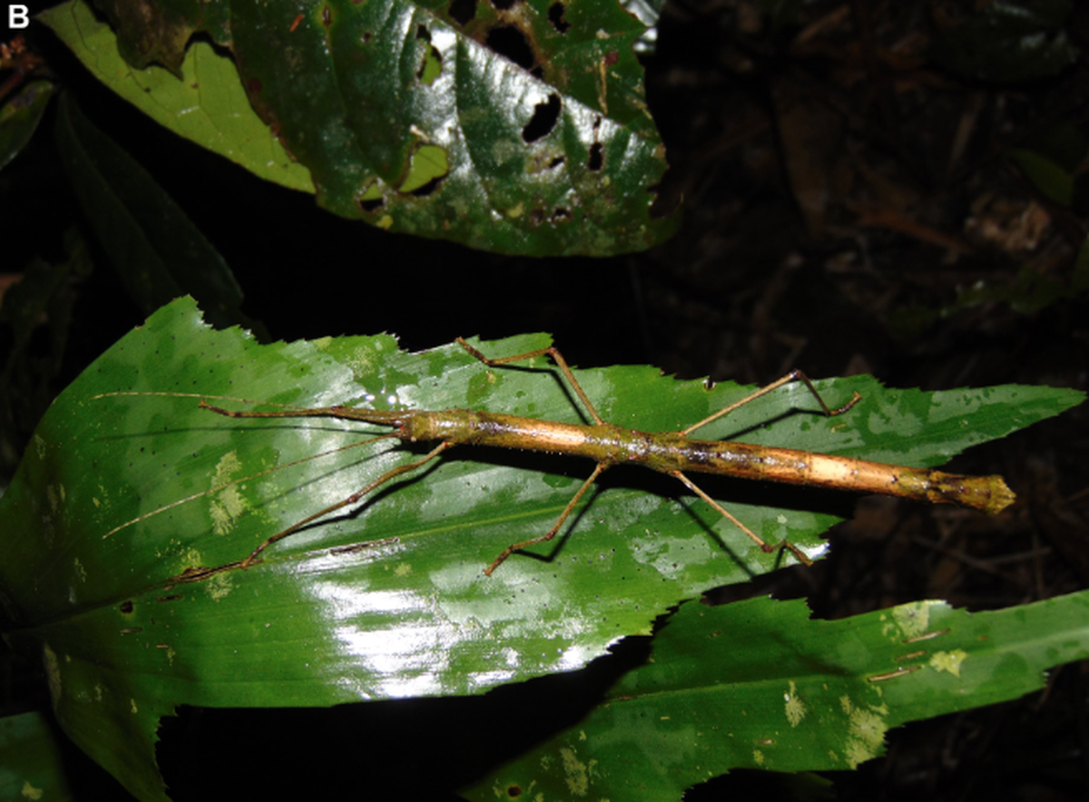 Mycovartes khoii females are larger than the males.