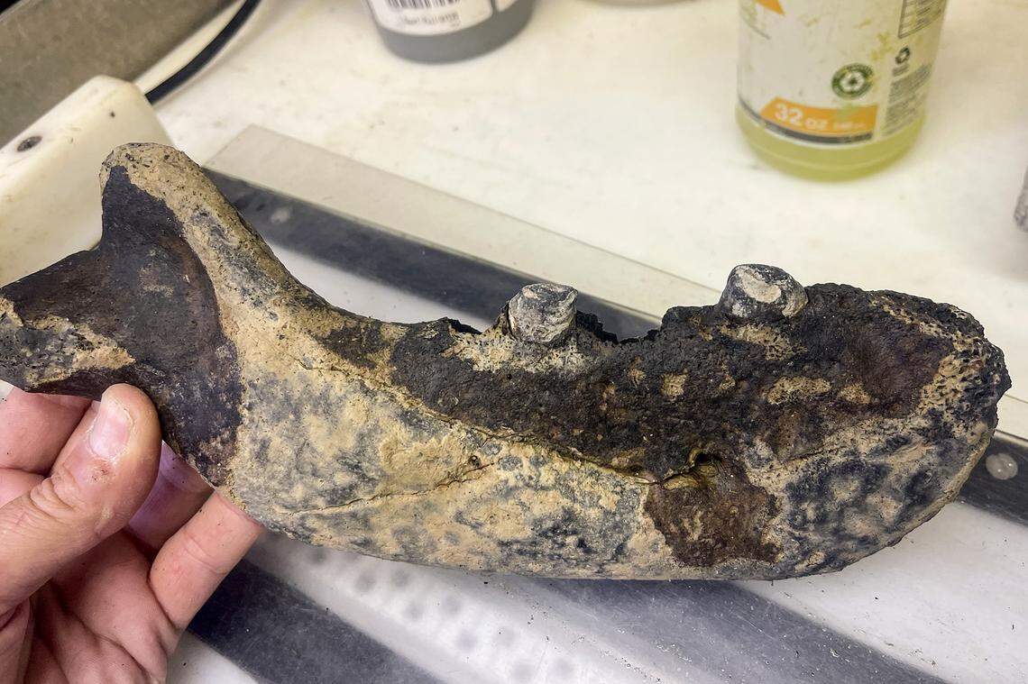 The jawbone is highly prized by researchers because the teeth might allow modern technology to extract ancient DNA from the jaw, officials said.