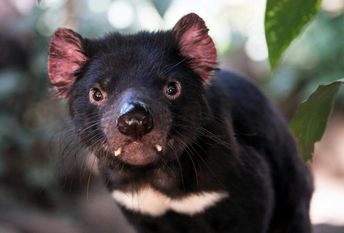 Tasmanian devils, not directly related to thylacines, are the last species of carnivorous marsupial alive today.