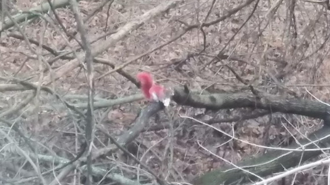 The mysterious appearance of bright red squirrels in one New York town led investigators to discover they were being painted and released, according to investigators.