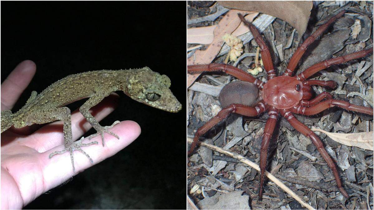 From a dragon-like lizard in Australia to jellyfish in Hong Kong, these five creatures were recently discovered as new species, studies say.