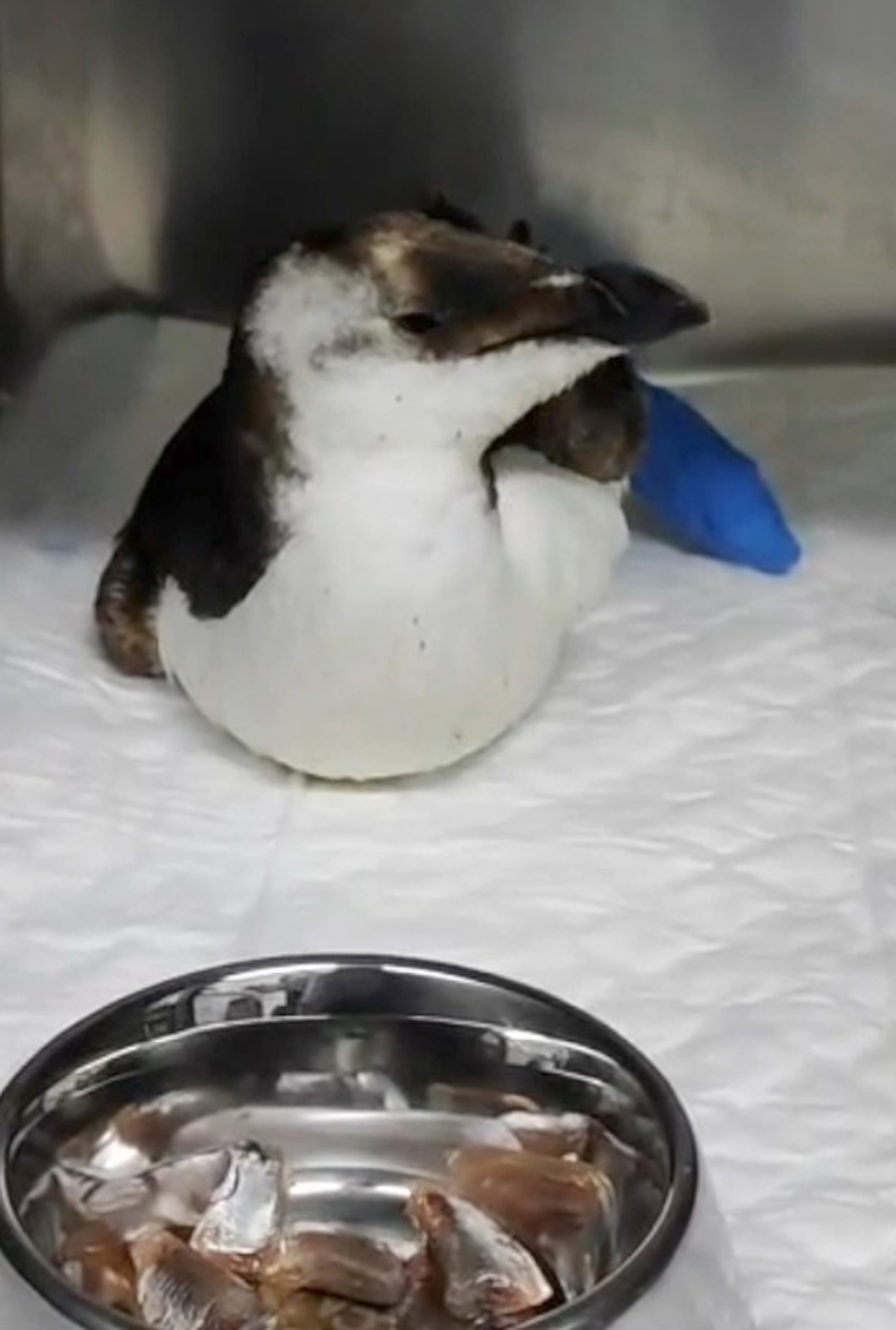 The auk at the vet clinic.