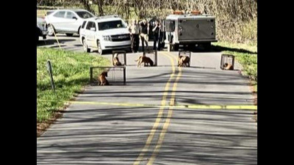 Joe Scott was found dead after he was attacked by a pack of dogs, Alabama officials said.