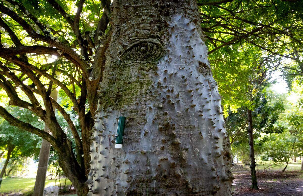 A heat sensor on the silk floss tree at Gifford Arboretum on University of Miami’s campus. The tree has dull spikes on it to ward off elephants that used to roam the area more than 10,000 years ago. It’s an example of how trees adapt and evolve slow and its wrong to expect them to adapt to rising temperatures in the next 50 to 60 years.