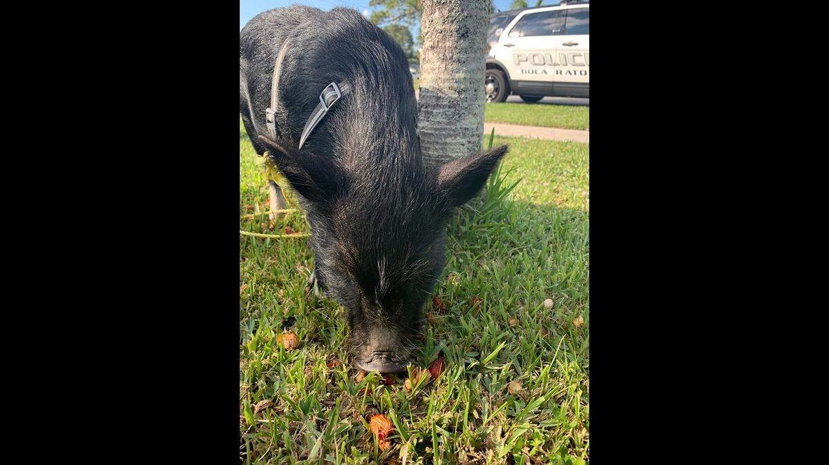 Stuzie the pig escaped from her home Tuesday.