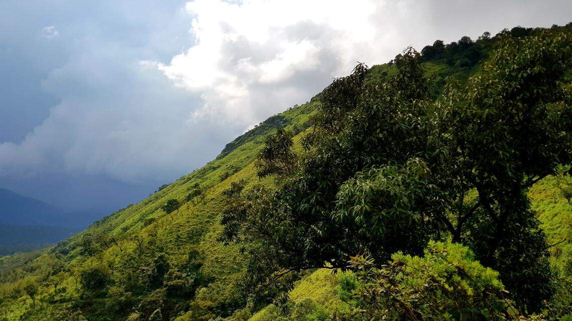 Scientists looked in underground burrows and discovered a new species of animal, a study said. Photo shows representative area of Karnataka.