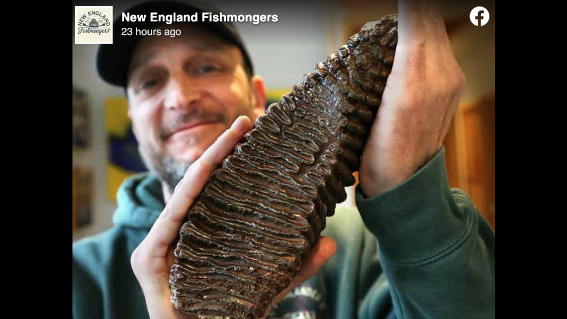 A New England fisherman found a woolly mammoth tooth fossil and is auctioning it so the total proceeds can help the Ukraine crisis amid Russia’s invasion. 