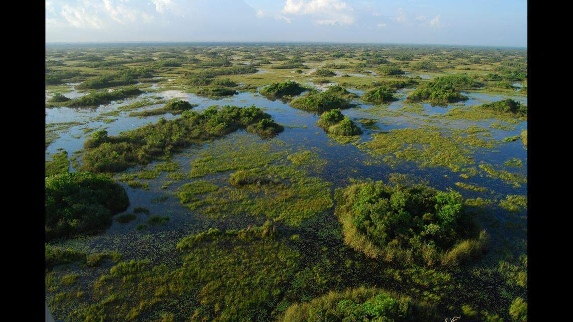 Pythons as large as 18 feet have been found in Florida. They are creating havoc with the ecosystem by preying on native wildlife, including deer and young alligators, experts say.