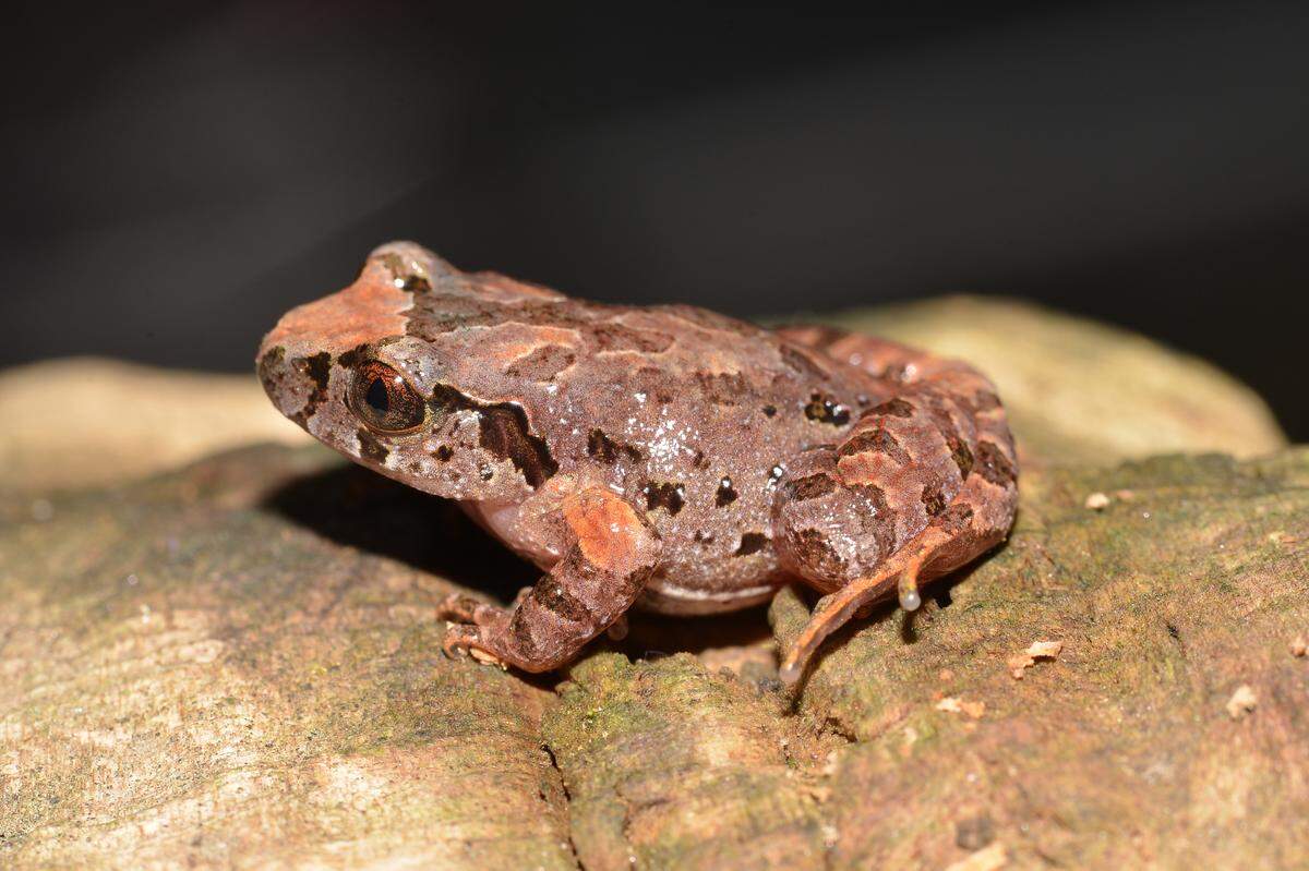 The new species is about one inch long and an orangish-brown and pink color, researchers said.