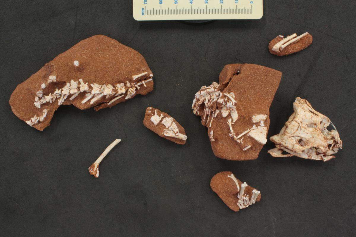 The prehistoric lizards were relatively small, and had an armored back.