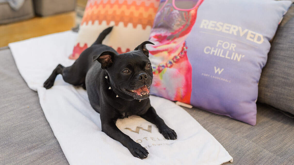 Socially distanced yappy hours and staycations meant for popping paw-ttles. National Dog Day is here.